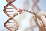 پاورپوینت Studying and Manipulating Genomes مطالعه و دستکاری ژنوم